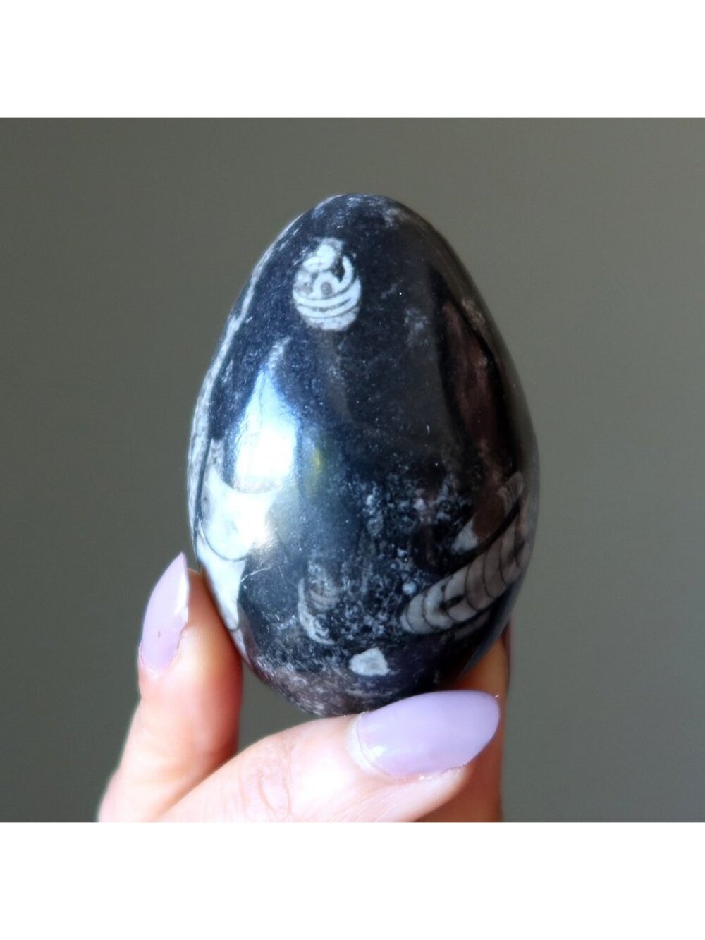 Orthoceras Fossil Egg Timeless Treasure Black White Sea Stone Crystal